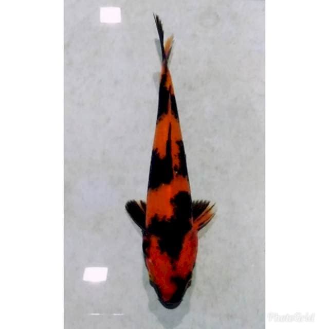 Hiutsuri bagus