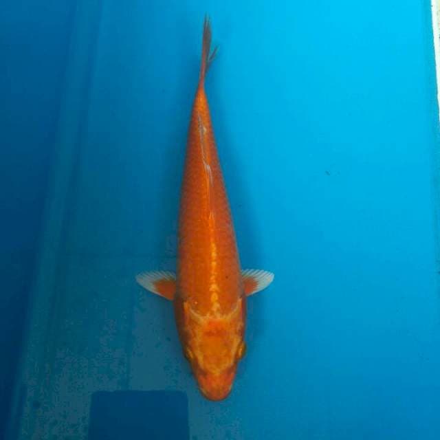 OTENJI 25bu