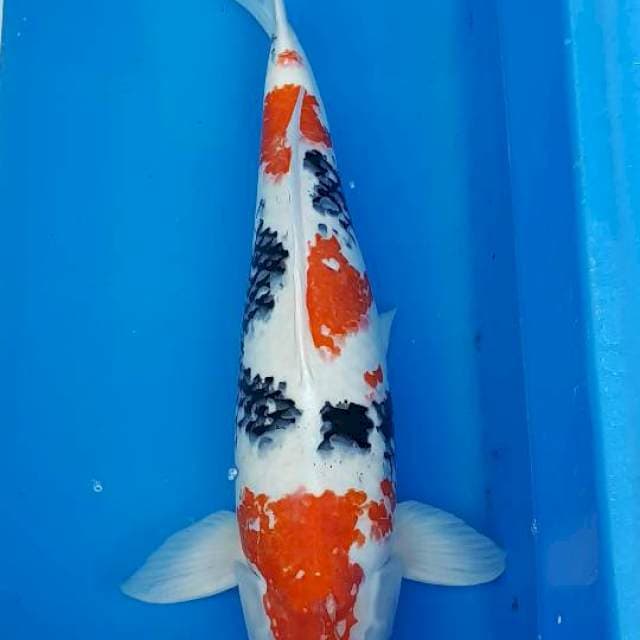 JUMBO KINDAI SHOWA 65CM