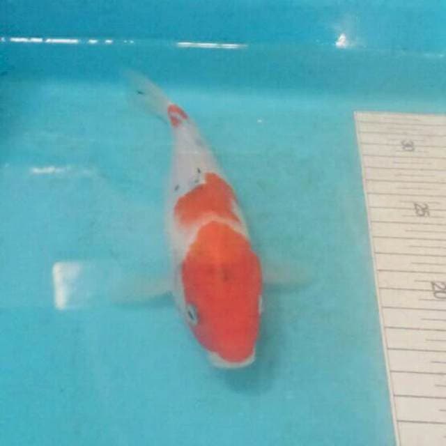 Sanke tategoi 15cm