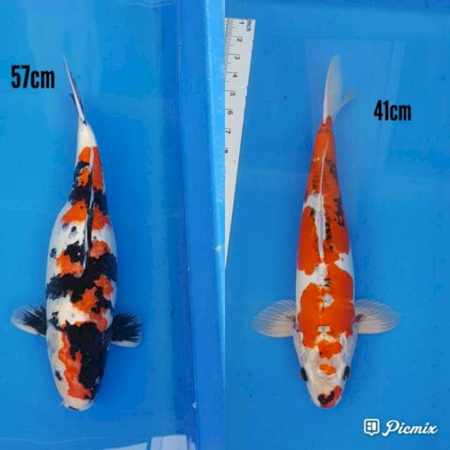 Showa 57cm dan heseynishiki 40cm