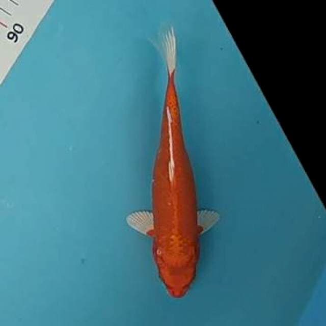 Orenji motoaka ~21cm