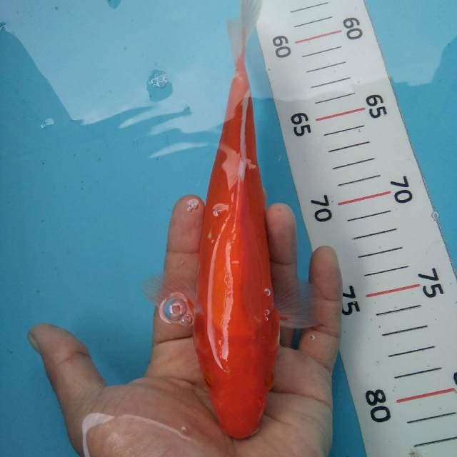 Omoyo doit kohaku~22cm