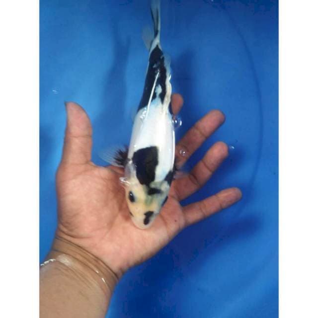 Shiro doit 20cm