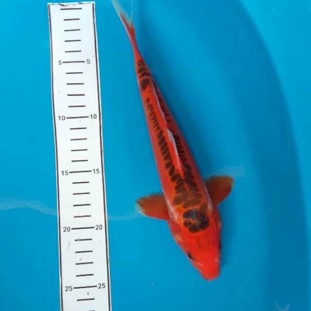 Red shusui