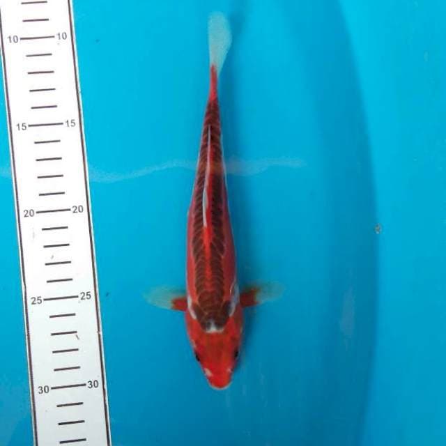 Red shusui