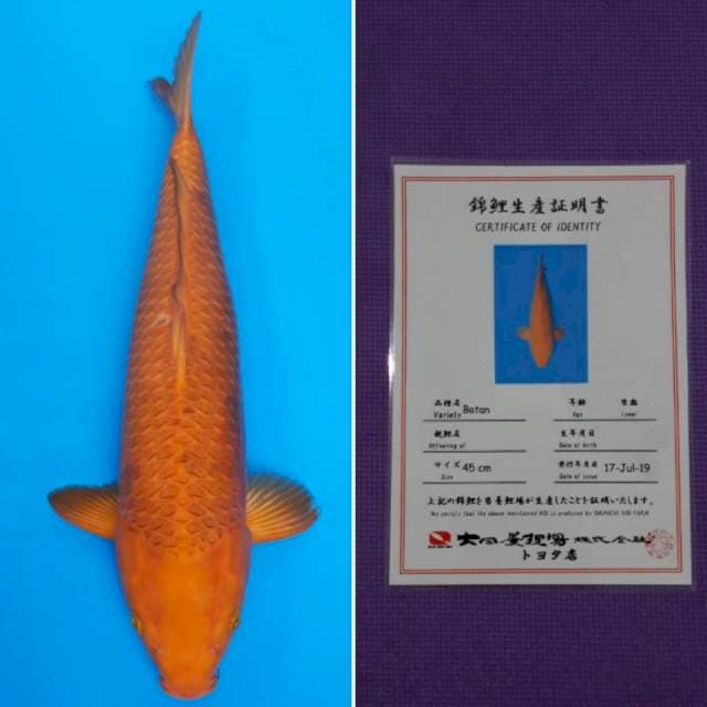 Jumbo dainichi botan 50cm