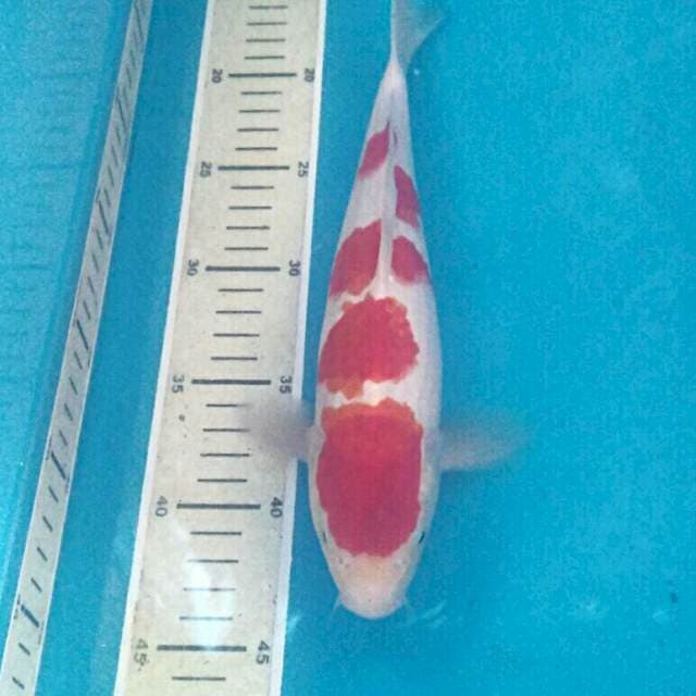 Kohaku, 29 cm