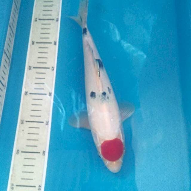 Tancho Sanke, 30 cm