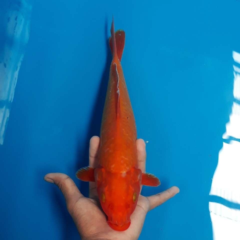 BENIGOI 3 (28cm)