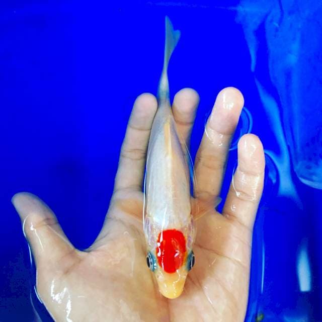 II. Baby Tancho 17cm (ori)