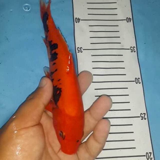 jantan 23cm show quality