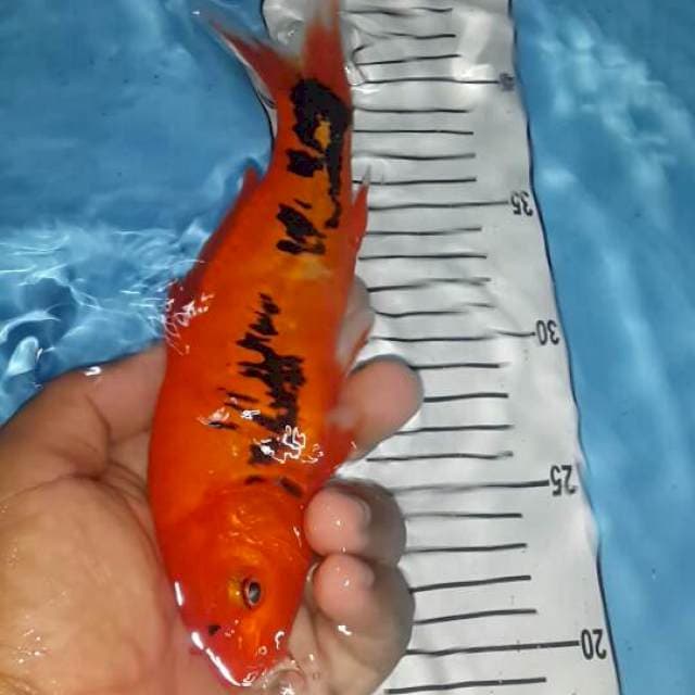 jantan 23cm show quality