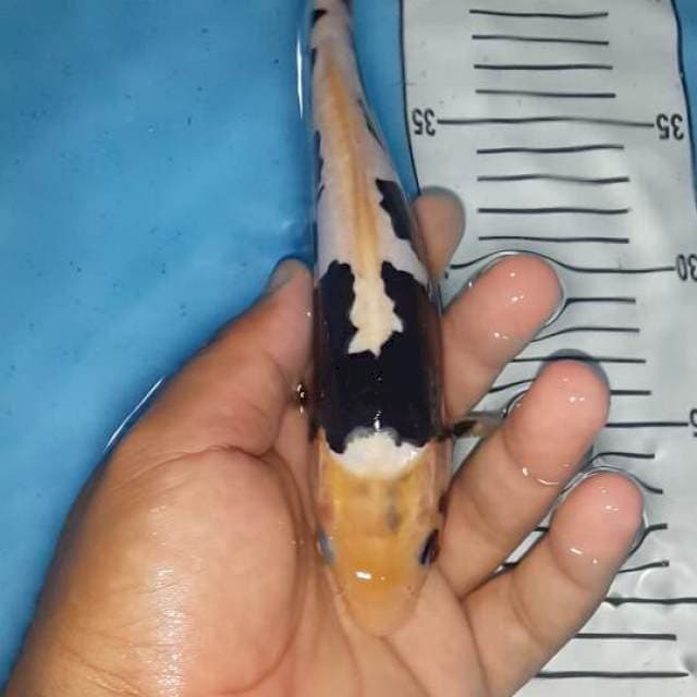 SQ 23 cm jantan.