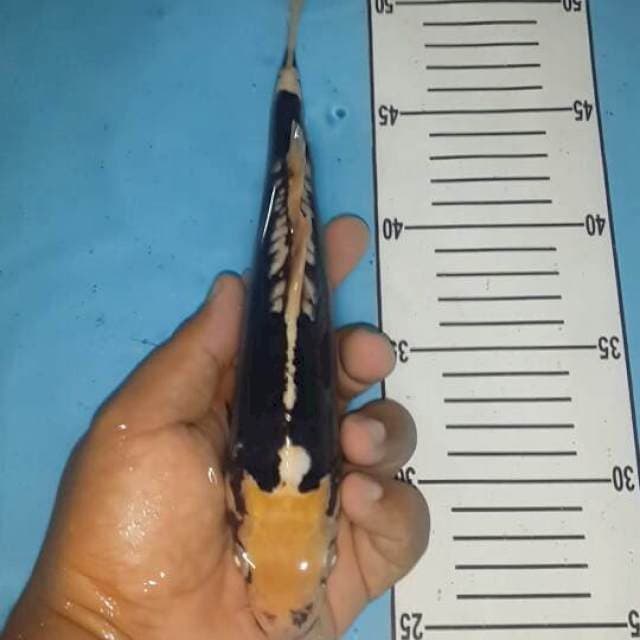 25 cm jantan