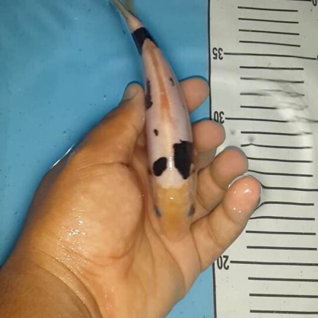 shiro doit murni 18 cm