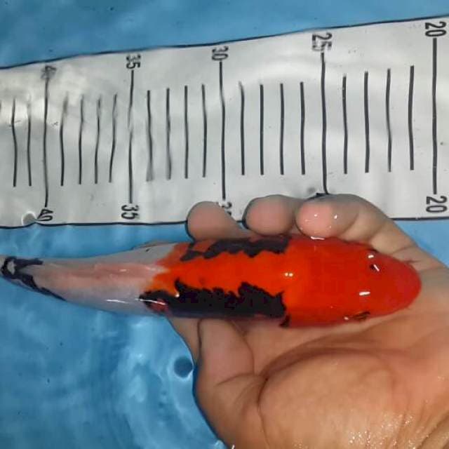 26 cm