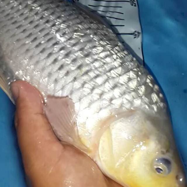 soragoi ginrin munuk 40 cm