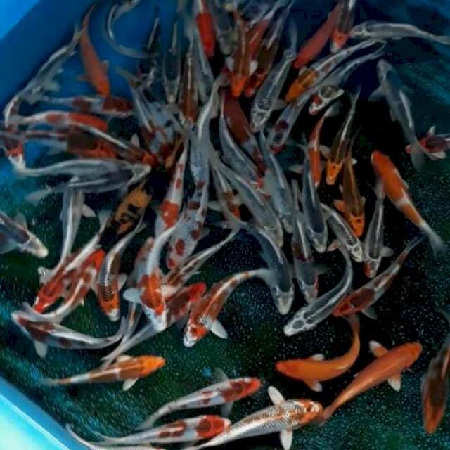 Koi Mix 70 ekor