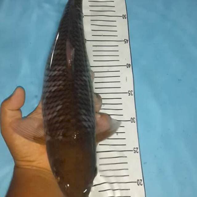 ociba 43 cm