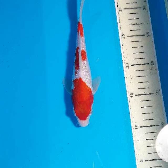 Gindrin Kohaku
