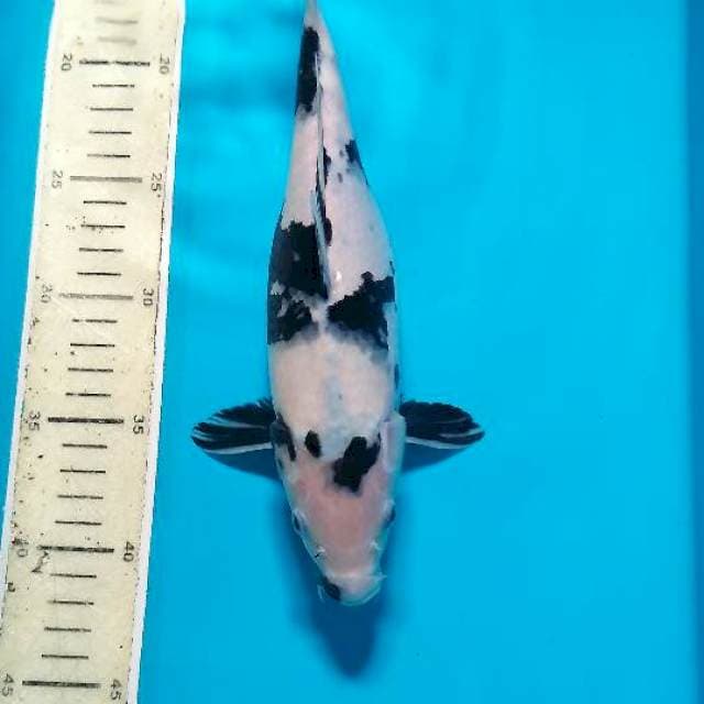 Si putih hitam
