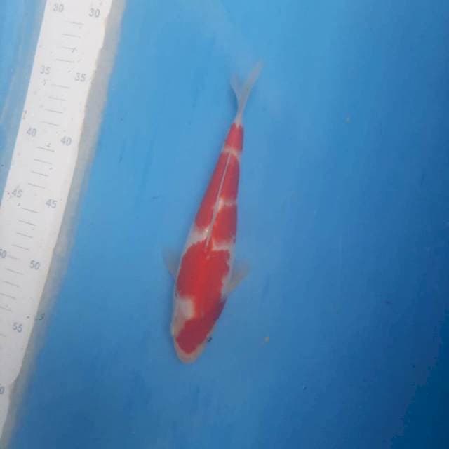 Kohaku bahan show original