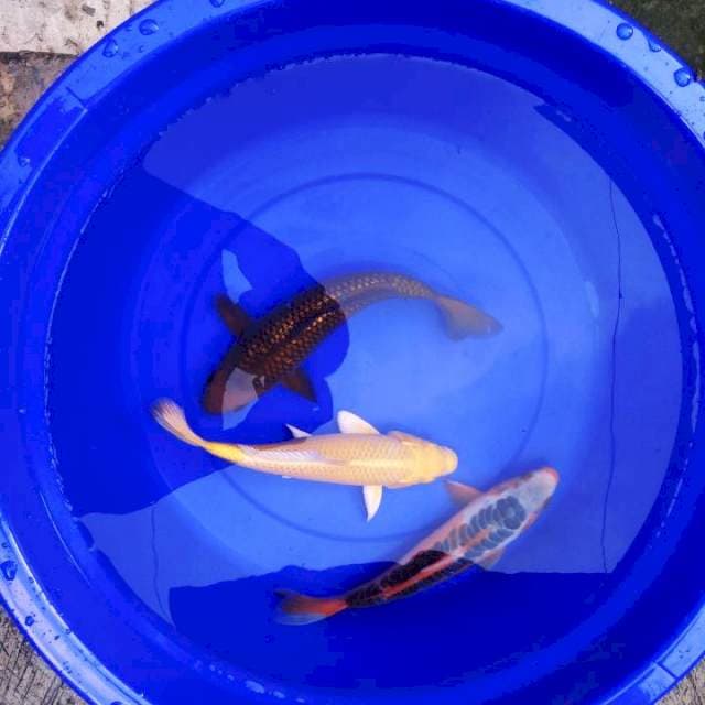 Mix3koi