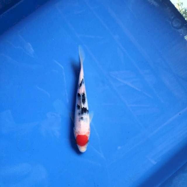 Tancho sanke 14cm