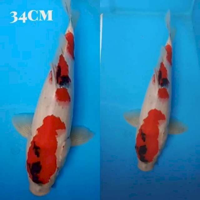 Kindai Showa 34cm