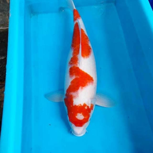 NJK - INAZUMA KOHAKU 50 BU
