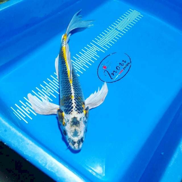 Kumpay 37cm