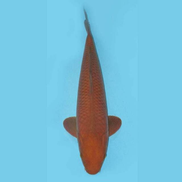 30cm CAGOI TEMBAGA