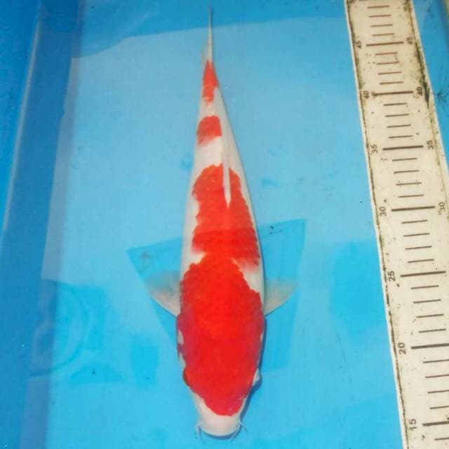 32cm KOHAKU