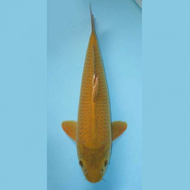 26cm CHAGOI