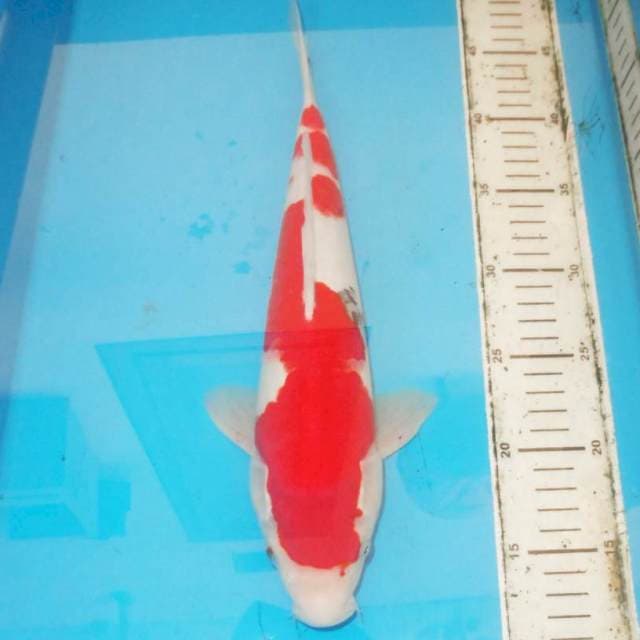 34cm INAZUMA