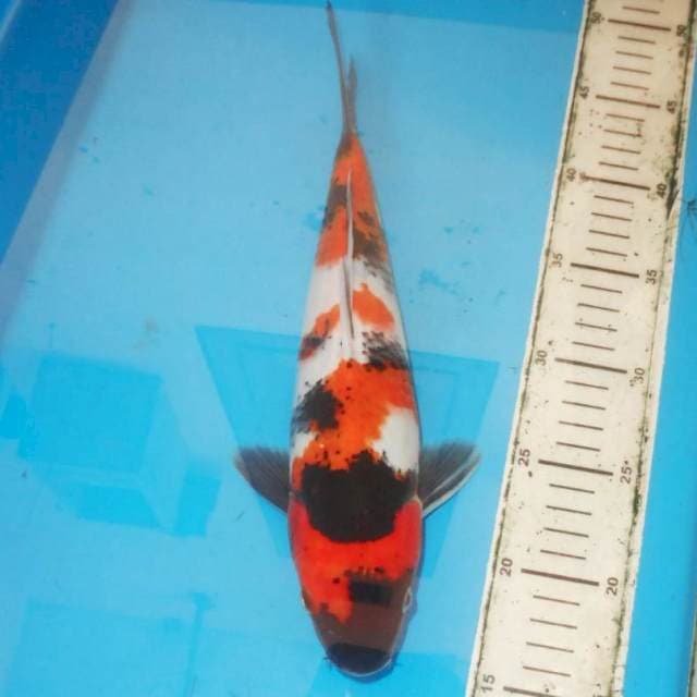32cm YONDAN SHOWA