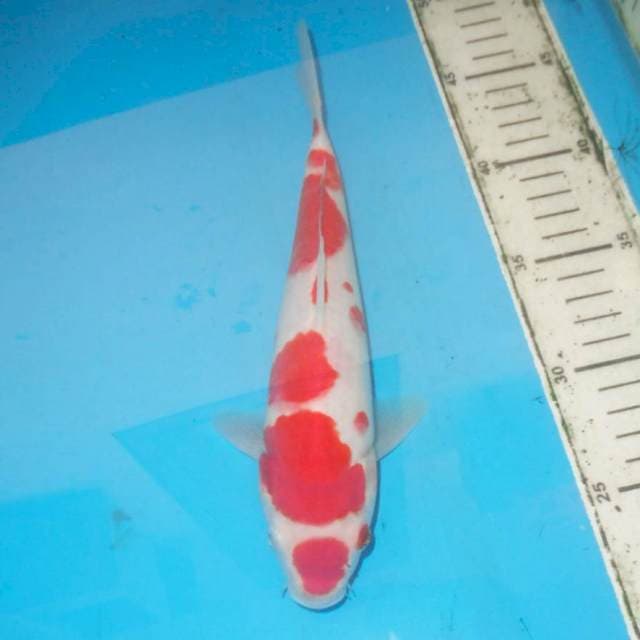MARUTEN KOHAKU