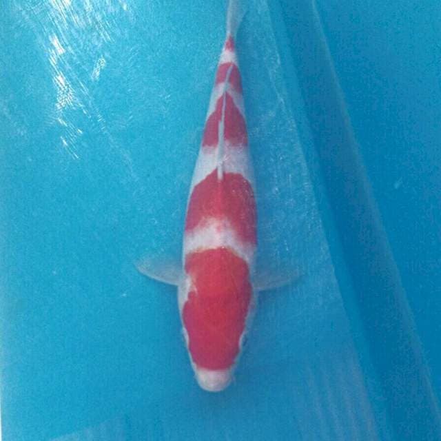 Kohaku, 28cm