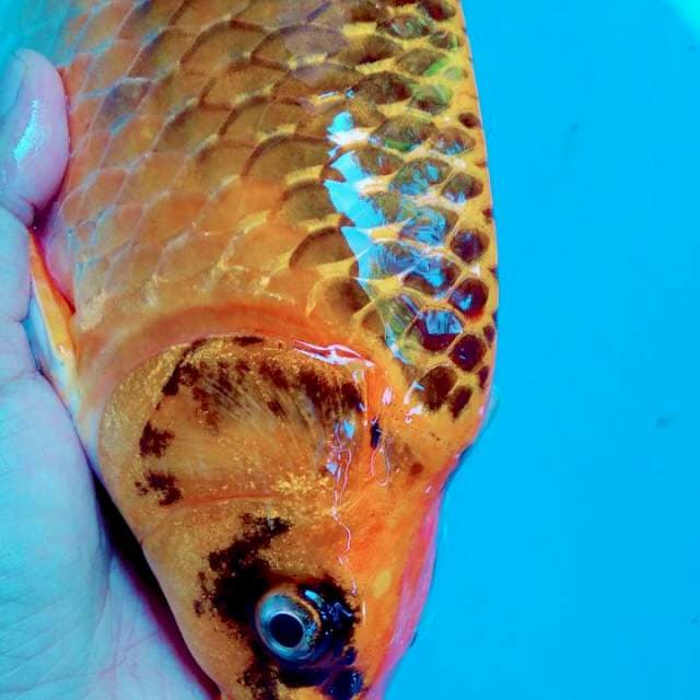 Punuk 39 CM