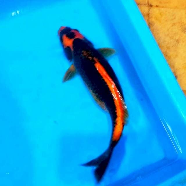 Female kabuto 30up