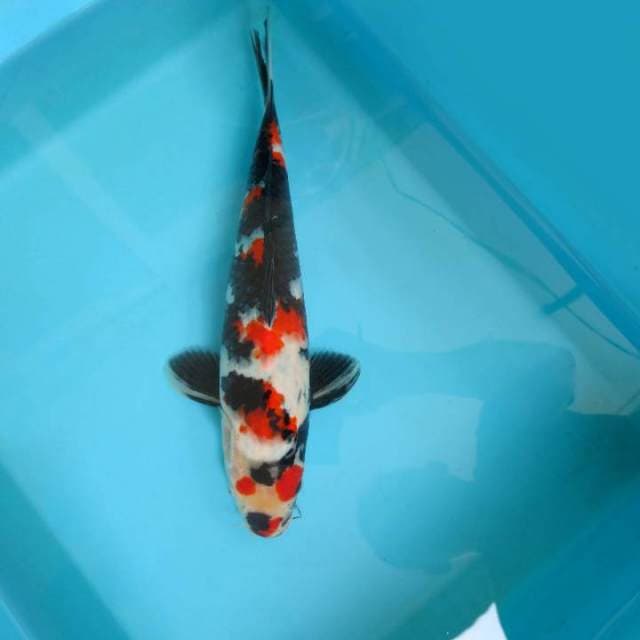 9. SHOWA SANSOKU