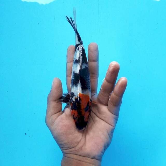 Tancho showa original ±20cm