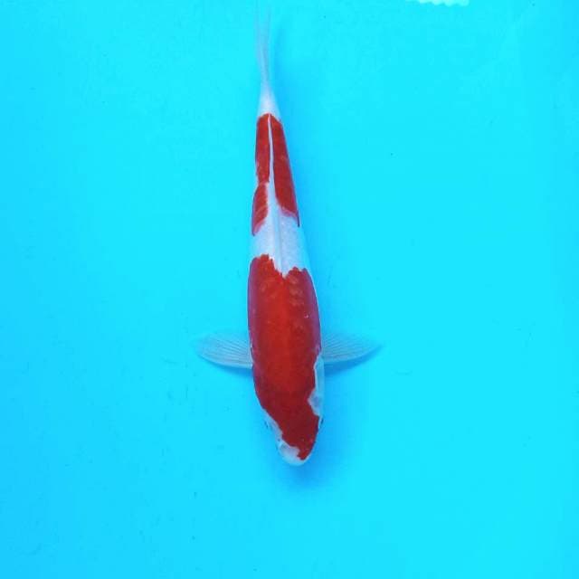 Doitsu Kohaku ±26cm