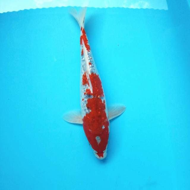 Goshiki Ginrin #36cm