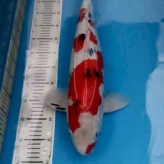 Sanke 58cm Male