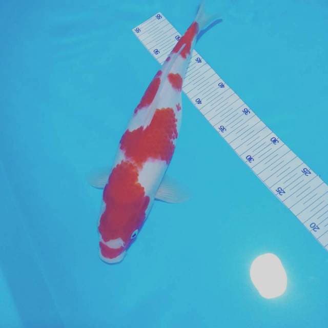 Kohaku 36cm fm