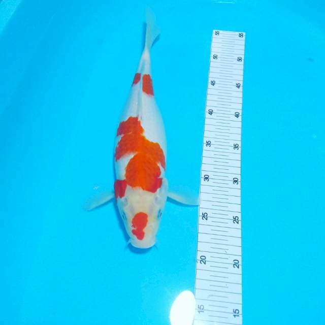 Kohaku fm 36 cm