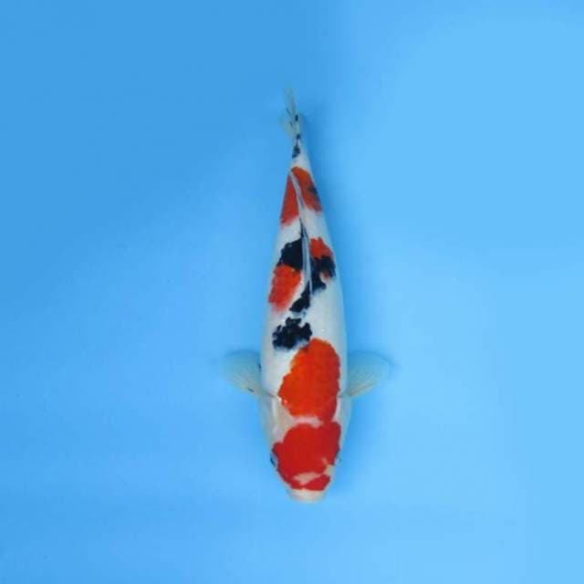 35cm Taisho Sanshoku HS
