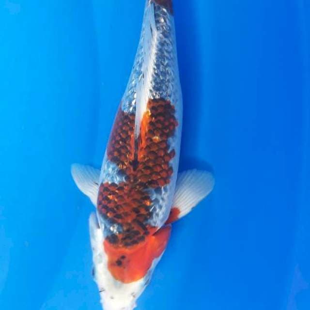 28 cm nindan ginrin